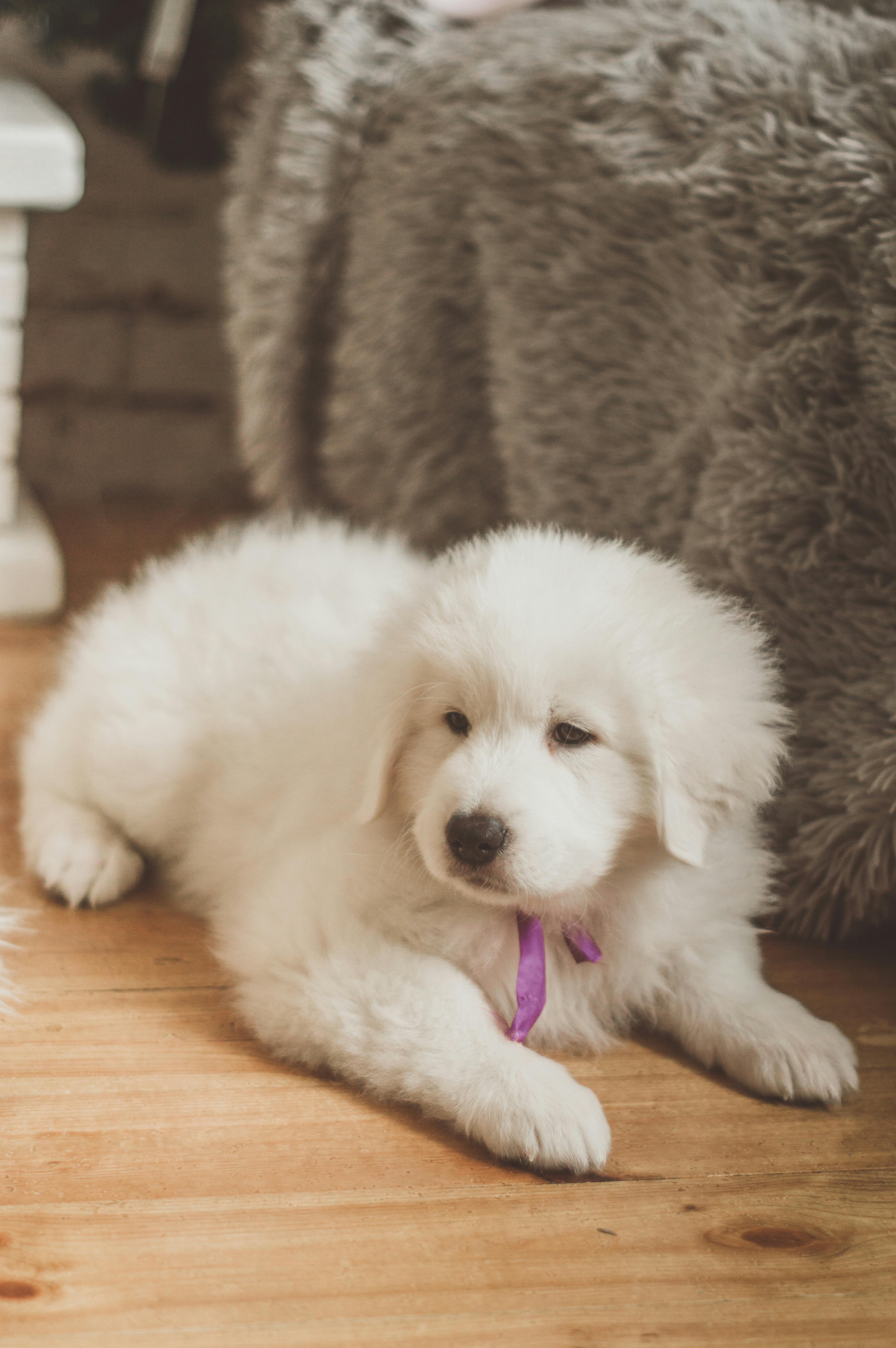 Maremma pup adopteren